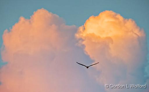 Gull & Sunset Clouds_P1170714.jpg - Photographed near Lindsay, Ontario, Canada.